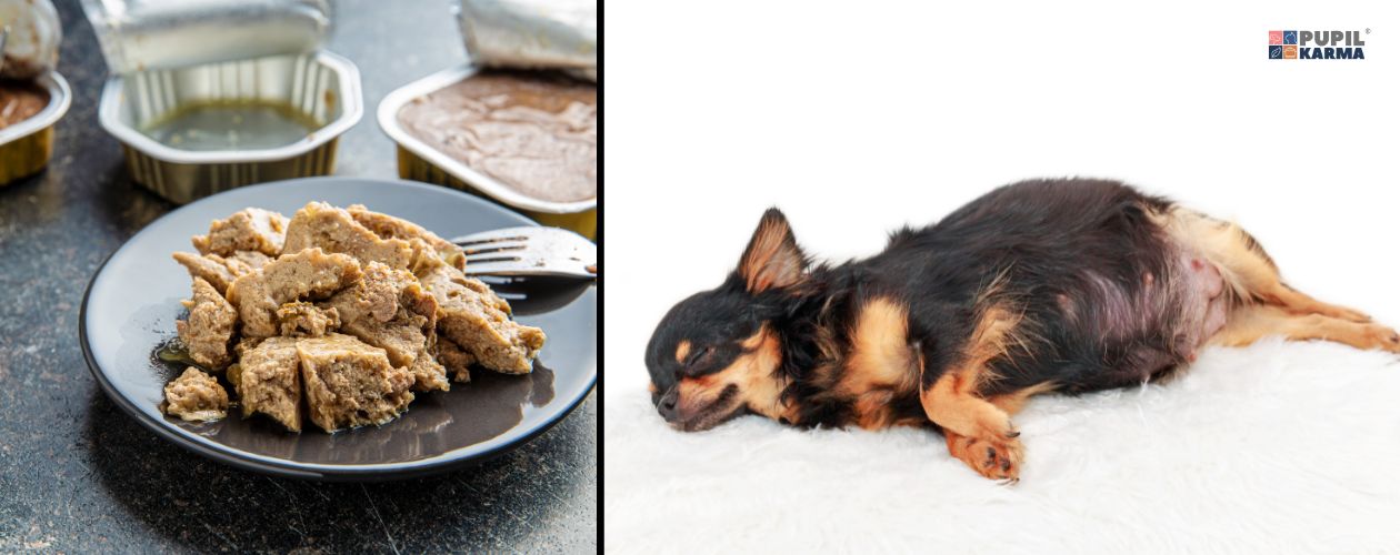 Suka potrzebuje odpowiedniej ilości składników spożyczwczych.  Po lewej stronie jedzenie dla psa, po prawej na białym tle zdjęcie leżącej suczki w ciąży Logo pupilkarma. 